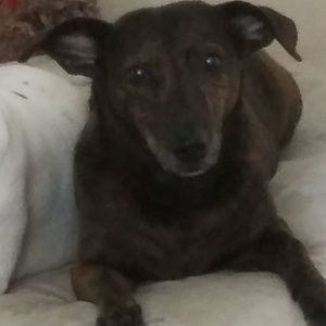 Meet your Posher, Chuck